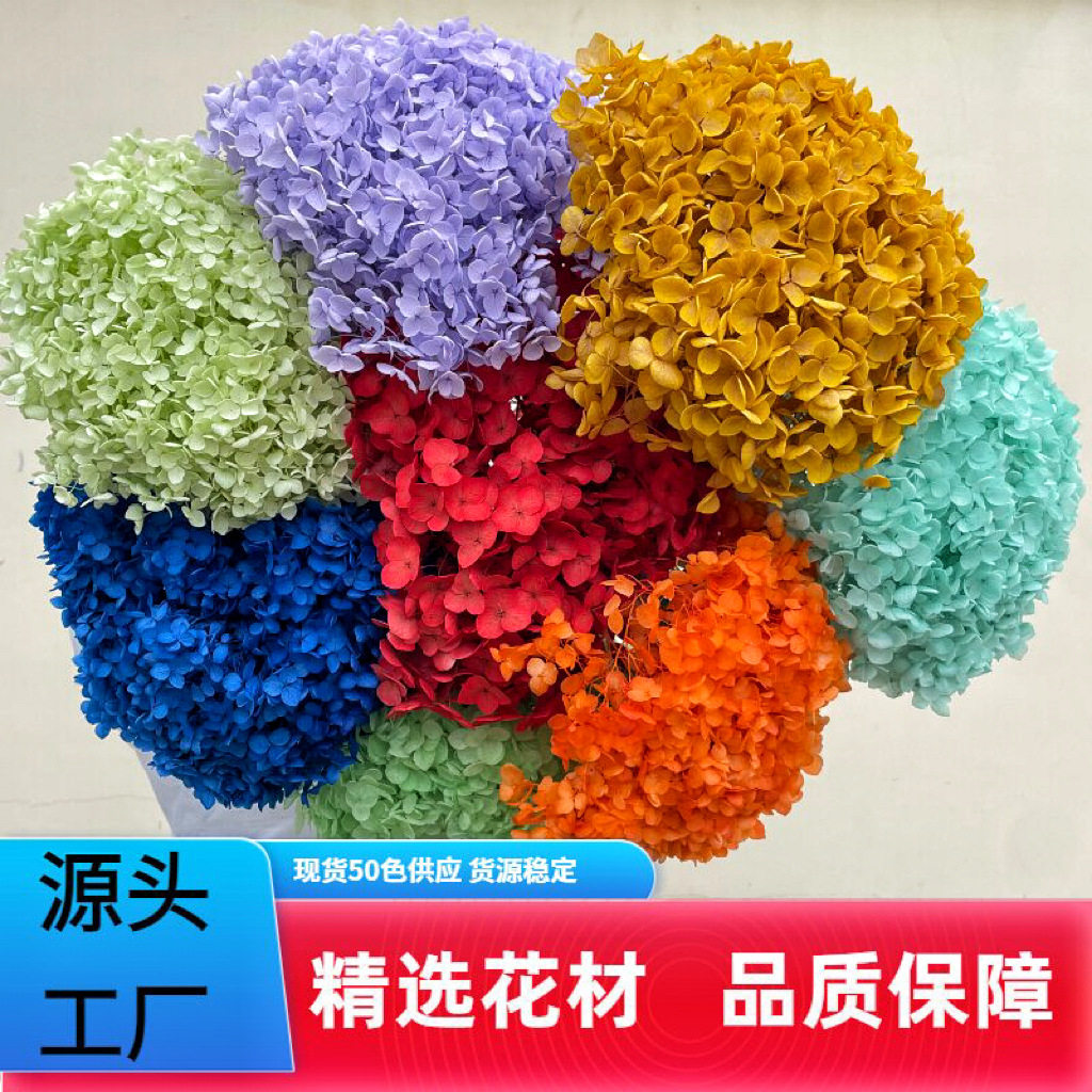 花者安娜绣球干花永生多色