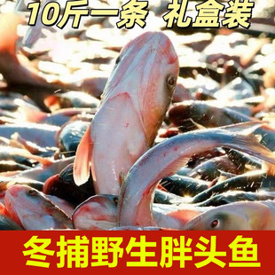 冬捕胖头鱼冬捕鱼淡水湖鱼新鲜捕捞活鱼冷冻吉林松原产地礼盒发货