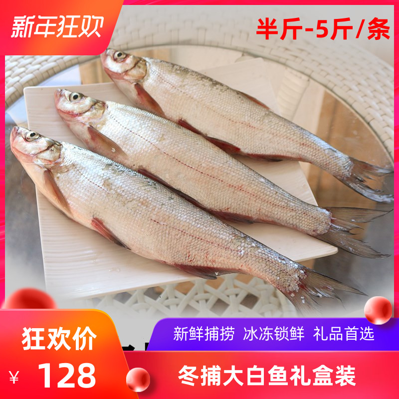 东北查干碧水湖冬捕鱼白鱼大鱼淡水鱼翘嘴鱼麻鲢鱼杂鱼1-10斤/条