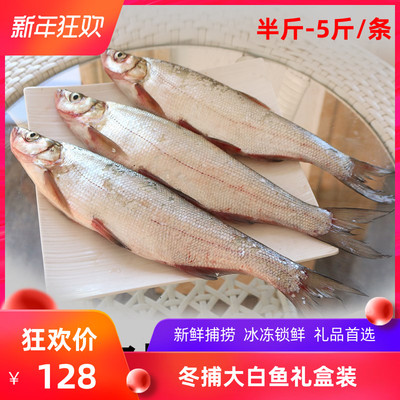 东北查干碧水湖冬捕鱼白鱼大鱼淡水鱼翘嘴鱼麻鲢鱼杂鱼1-10斤/条