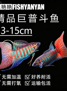 中国斗鱼活体活鱼冷水淡水观赏鱼好养耐活金鱼小型菩萨鱼苗观赏鱼