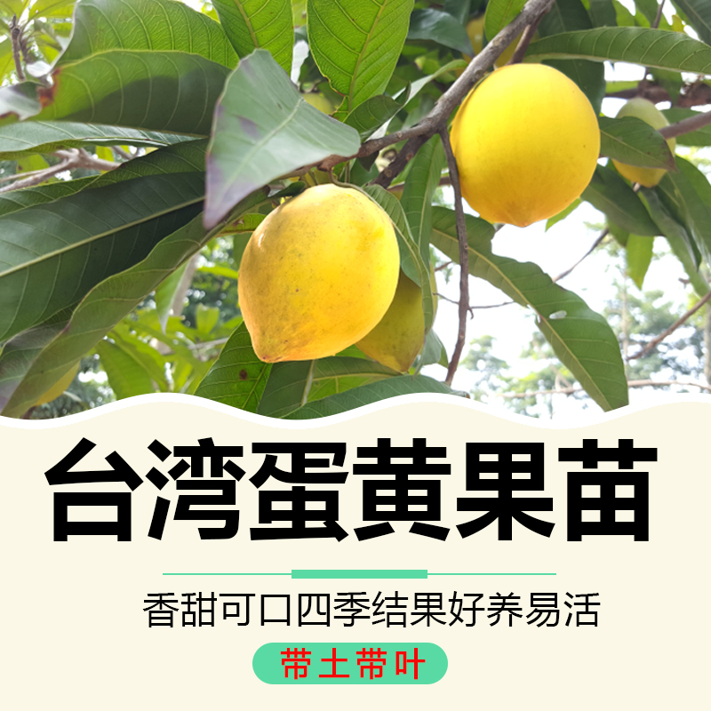 蛋黄果苗台湾鸡蛋果仙桃树苗新奇水果苗盆栽庭院植物四季当年结果