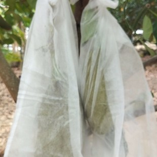 海南万宁市热带水果菠萝蜜袋木菠萝防虫防寒专用一次性两头通套袋