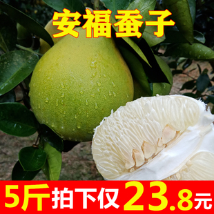 正宗安福蚕子江西特产萍乡吉安新鲜柚子水果井冈山金兰柚冰糖柚