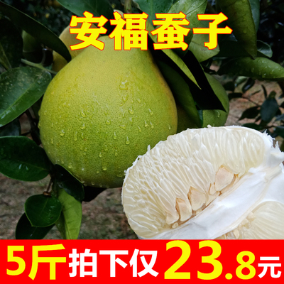 正宗安福蚕子江西特产萍乡吉安新鲜柚子水果井冈山金兰柚冰糖柚