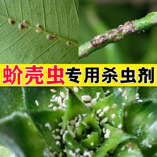 月季兰花多肉蚧壳虫专用药幸福树白点介壳虫专用果树花卉杀虫农药
