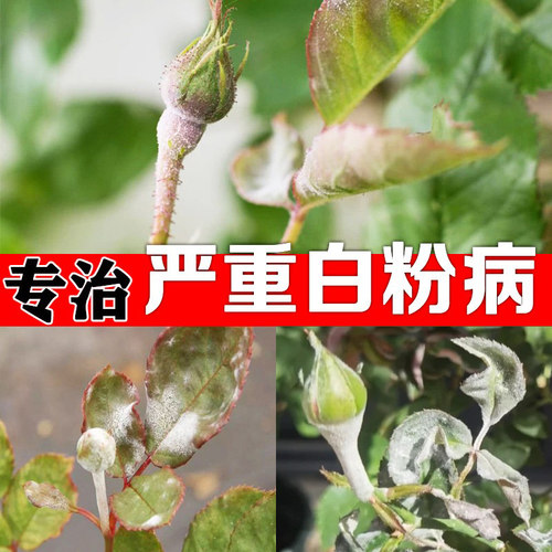 白粉病专用药月季病虫害常用药玫瑰花多肉花卉蔬菜水果白粉病杀菌