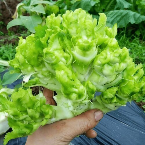 四川原装四季儿菜种子脆嫩