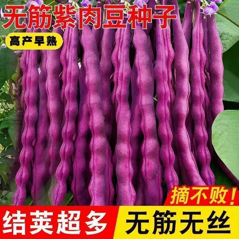八月忙冻死鬼豆角种子耐寒耐热高产无筋豆角四季田园庭院易种豆角