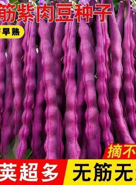 八月忙冻死鬼无筋豆角种子高产