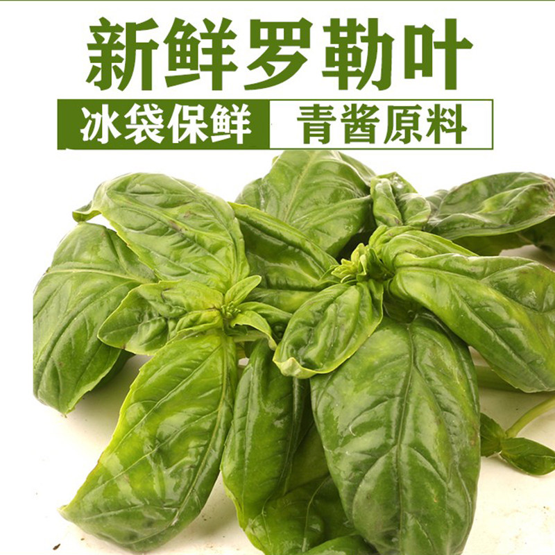 新鲜罗勒叶披萨青酱料非九层塔图片