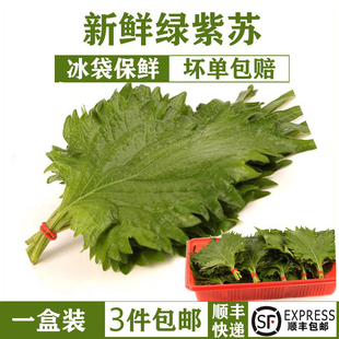新鲜绿紫苏叶 苏子叶 西餐香料寿司料理 10小把约40/60片新鲜蔬菜