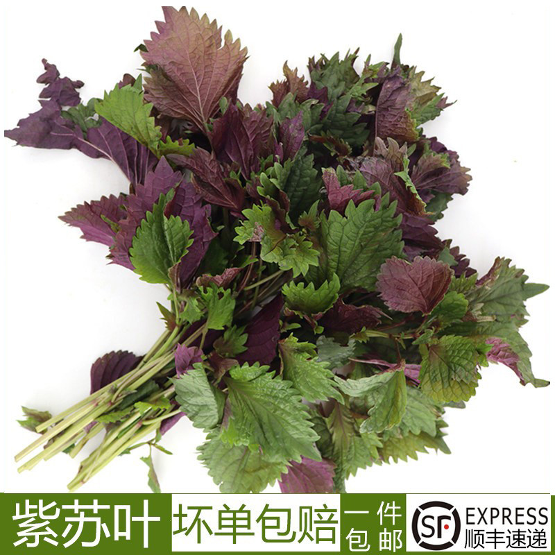 新鲜紫苏子叶农家紫苏叶新鲜干紫苏梗去腥烧鱼虾蟹香料紫苏苗500g
