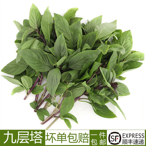 罗勒叶新鲜食用九层塔金不换食用