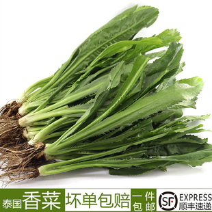 顺丰大香菜新鲜芫茜刺芹 泰国冬阴功材料芫荽泰国香菜蔬菜食用