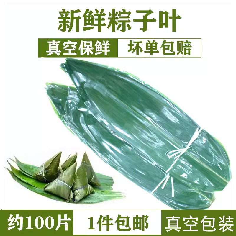 端午节包棕子叶寮叶粽叶新鲜真空100片天然箬叶大片裹苇叶