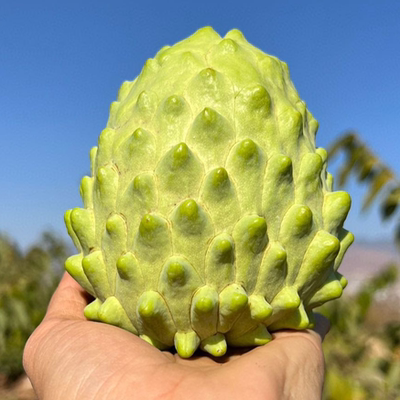 【顺丰包邮】云南高原牛奶凤梨释迦香甜细腻软滑新鲜采摘精品包装