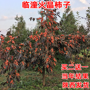 陕西临潼火晶柿子树苗火罐柿子庭院果树苗已嫁接高产南方北方种植