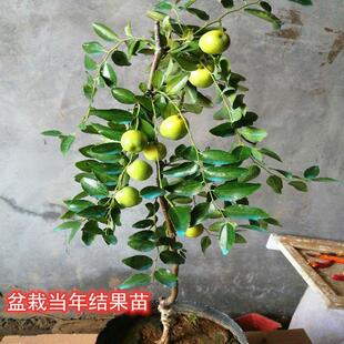 枣树活苗沾化冬枣大青枣南北方种植嫁接果苗盆栽地栽庭院当年结果