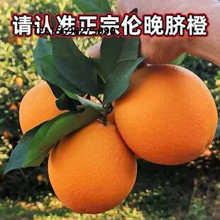 晚熟甜橙苗新品种伦晚脐橙苗伦晚脐橙树苗味甜特大当年结果果树苗