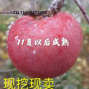 冬红宝苹果树苗 冰苹果苗  特别晚熟的苹果苗新品种 12月份采摘果