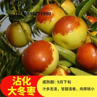 枣树苗特大沾化三代冬枣树苗矮化盆栽地栽耐寒南北方种植当年结果