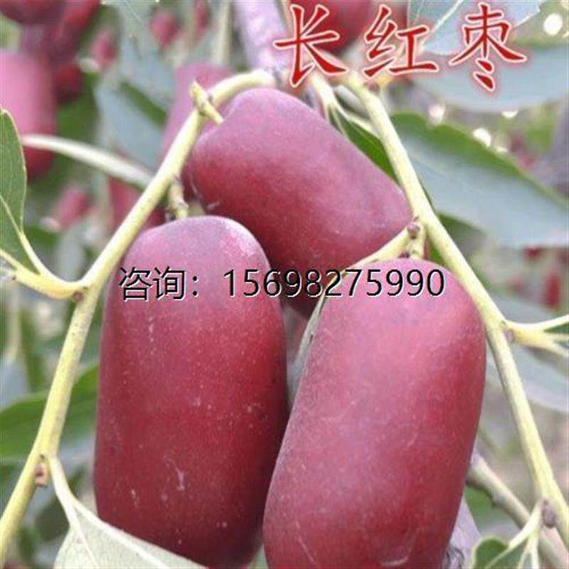 新疆和田玉枣 长红枣 枣树苗 嫁接果树苗冬枣大红枣树苗当年结果