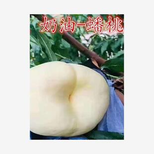 奶油蟠桃苗早熟桃树果苗新品种盆栽果树南方北方种植当年结果庭院
