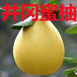 井冈蜜柚树苗柚子苗盆栽地栽南北方种植果树苗当年结果南北方种植