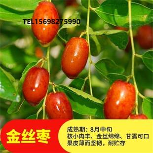金丝小枣树苗嫁接枣树苗果树苗南方北方果树苗地栽当年结果包成活