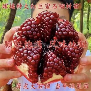 超级特大果无籽红巨蜜石榴树苗四季当年结果庭院室内树南北方种植