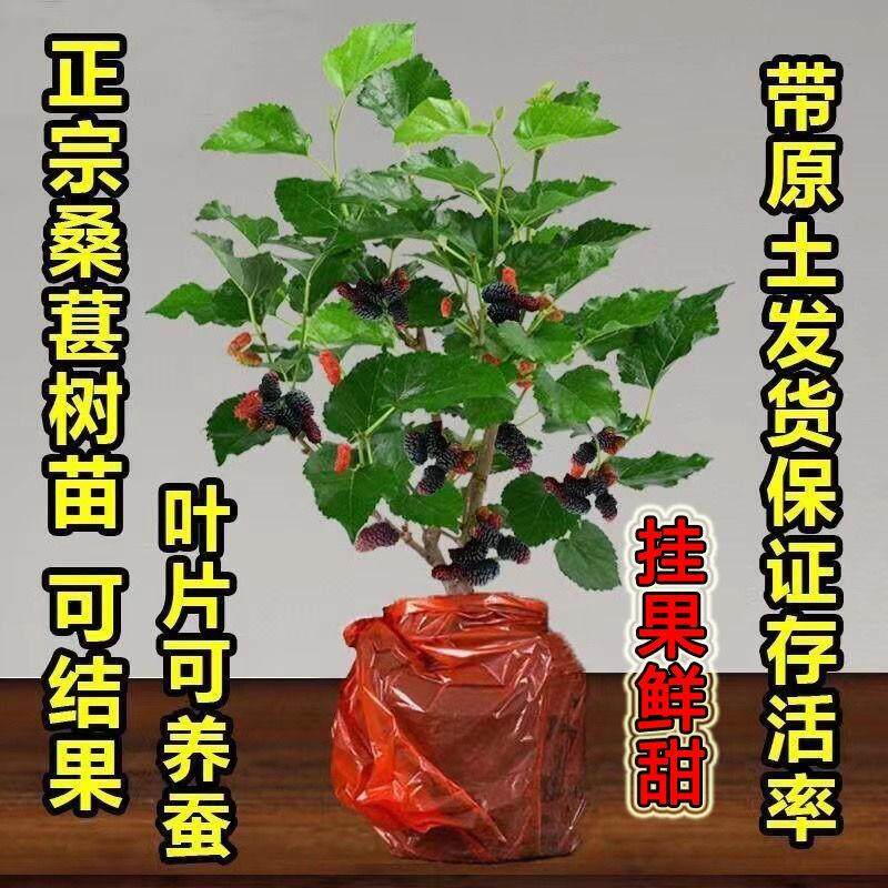 桑椹树苗当年结果桑葚苗盆景办公室绿色植物室内绿植好养桑叶盆栽