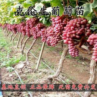 克伦生葡萄苗大苗果苗果树嫁接苗果树苗当年结果葡萄树苖南方种植