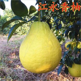 江永香柚柚子树苗蜜柚嫁接香柚果树果苗南方北方种植当年结果