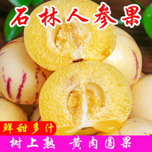 云南石林人参果圆果黄肉当季新鲜水果 树上熟现摘长寿果5/9斤包邮