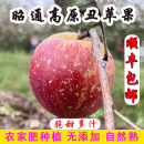 新鲜水果现摘苹果脆甜红富士9斤 云南昭通冰糖心丑苹果当季 顺丰