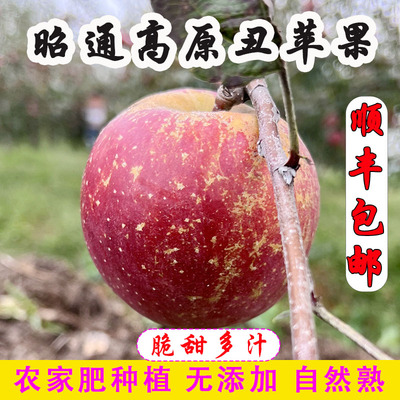 [顺丰】云南昭通冰糖心丑苹果当季新鲜水果现摘苹果脆甜红富士9斤