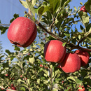 高端品种瑞香红云南昭通冰糖心苹果脆甜多汁3.5 9斤 纯甜