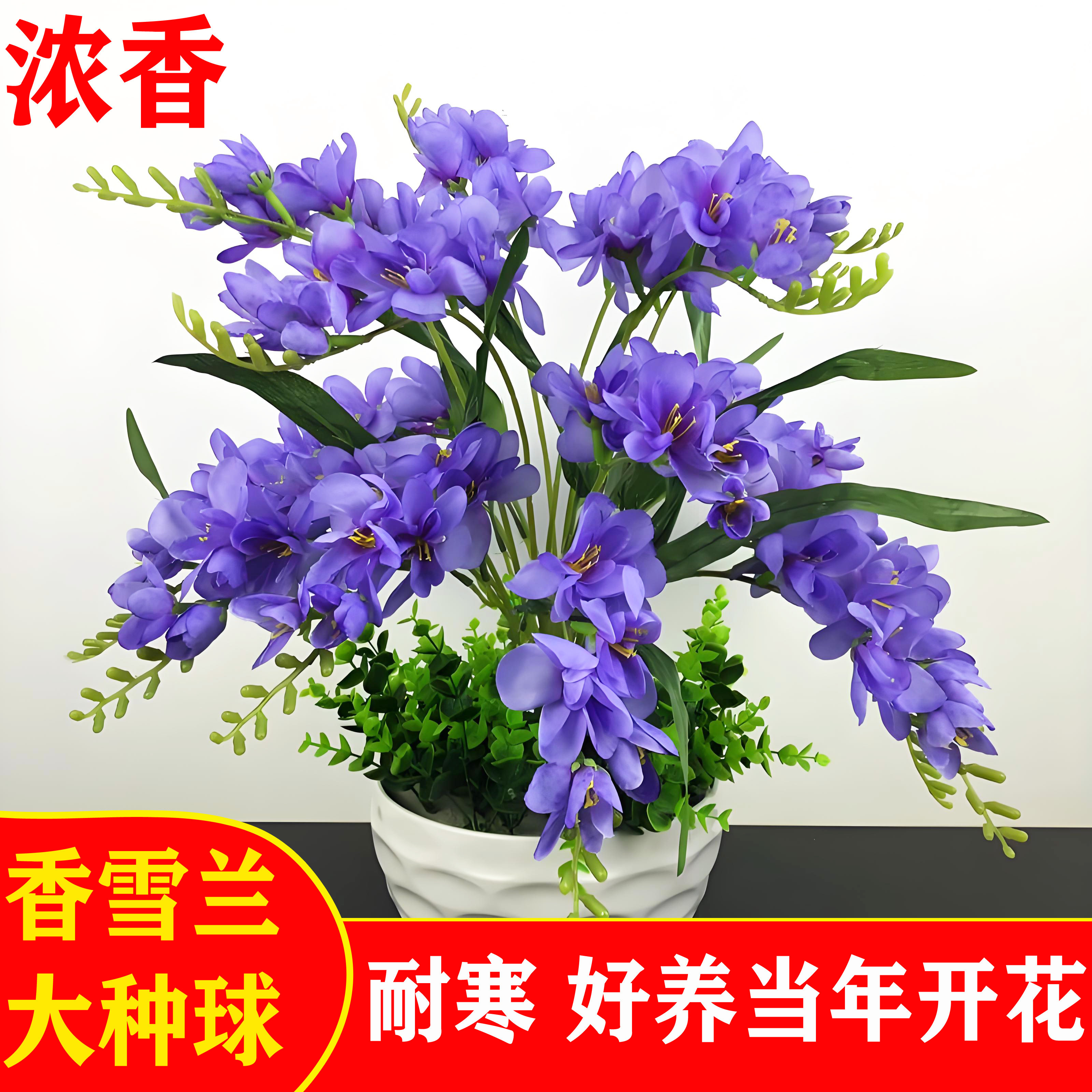 香雪兰室内小苍兰花四季开花