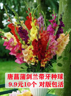 唐菖蒲剑兰庭院阳台盆栽花卉