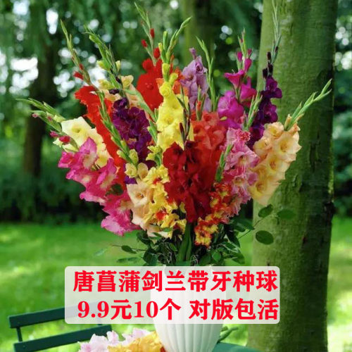 唐菖蒲剑兰庭院阳台盆栽花卉