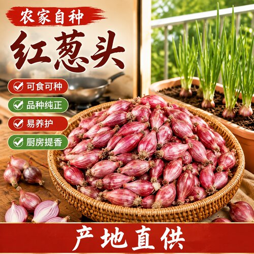 红葱头种小香葱葱头种子火葱老品种红葱头种四季红根香葱本地葱头