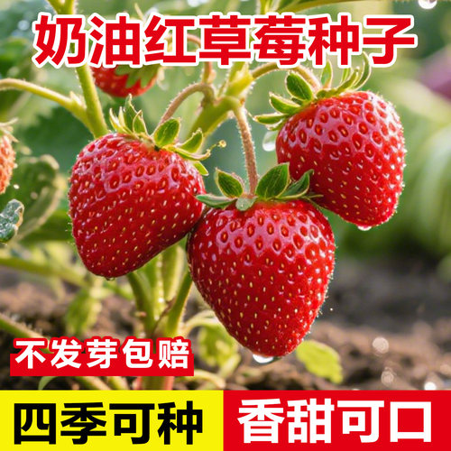 奶油草莓种子农科院超甜四季阳台