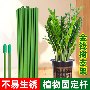 金钱树支撑杆兰花绿植固定杆支架花卉花架花盆植物防倒插杆固定器