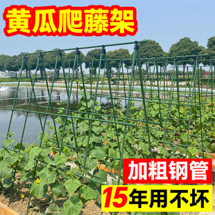 黄瓜爬藤架豆角架丝瓜架子庭院种菜植物支撑杆菜园艺支架包塑钢管