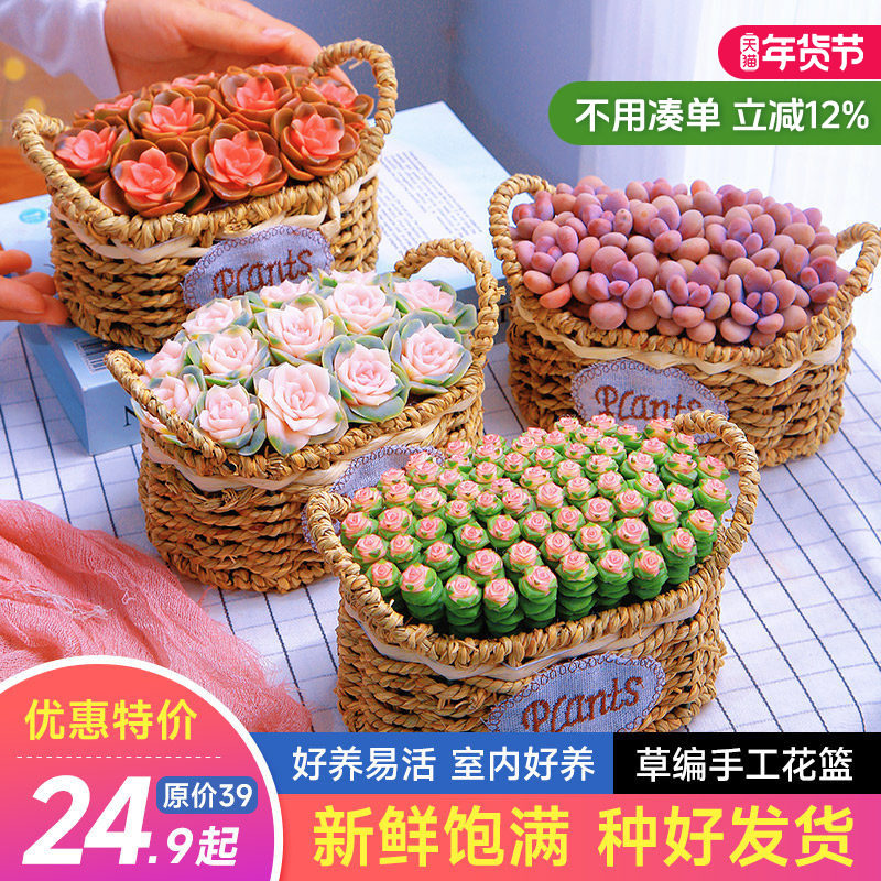 多肉桌面花篮组合植物高颜值送礼物鲜花种好带篮摆件新手云南直发