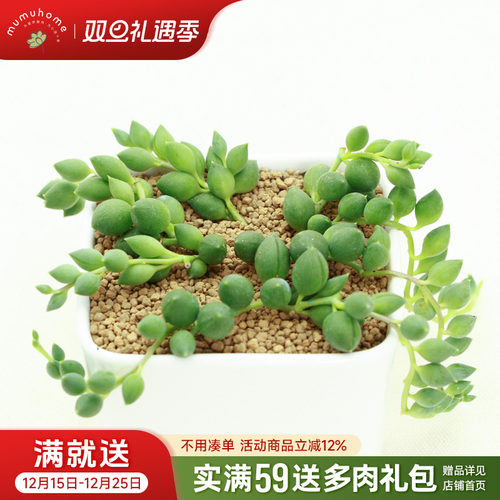 情人泪多肉植物盆栽珍珠吊兰垂吊
