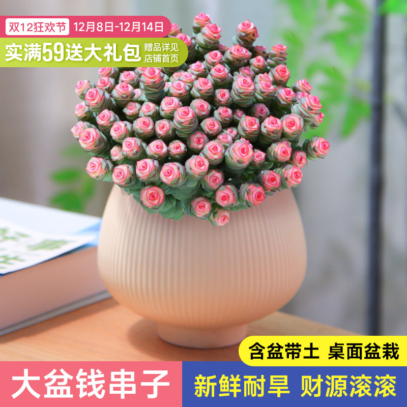 钱串锦多肉小盆栽室内绿植