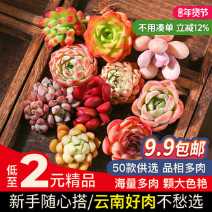 多肉植物组合盆栽套餐多肉盆栽花卉含花盆云南精养肉肉桃蛋植物