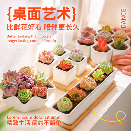 云南组合桌面多肉植物送花盆